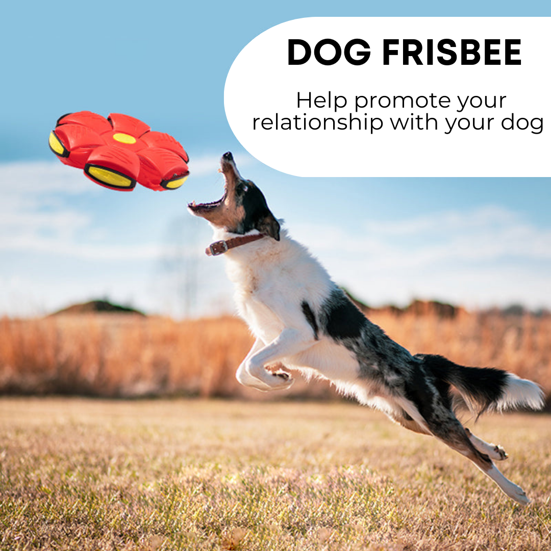 The Wagging Tail™ Dog Frisbee